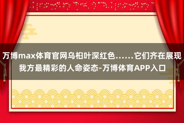 万博max体育官网乌桕叶深红色……它们齐在展现我方最精彩的人命姿态-万博体育APP入口